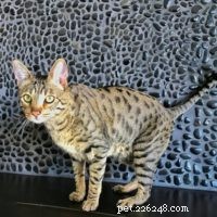 Seamlessly Introducing My Savannah Cats to a New Feline Companion