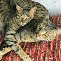 Seamlessly Introducing My Savannah Cats to a New Feline Companion