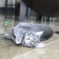 Seamlessly Introducing My Savannah Cats to a New Feline Companion