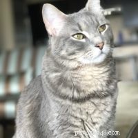 Seamlessly Introducing My Savannah Cats to a New Feline Companion