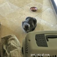 Seamlessly Introducing My Savannah Cats to a New Feline Companion