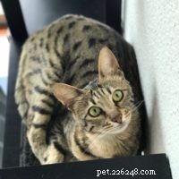 Seamlessly Introducing My Savannah Cats to a New Feline Companion