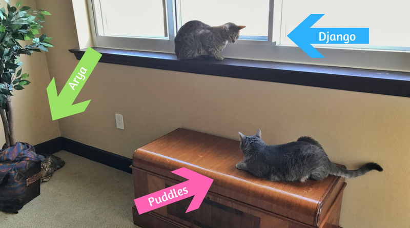 Seamlessly Introducing My Savannah Cats to a New Feline Companion