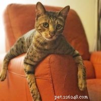 Seamlessly Introducing My Savannah Cats to a New Feline Companion