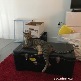 Seamlessly Introducing My Savannah Cats to a New Feline Companion