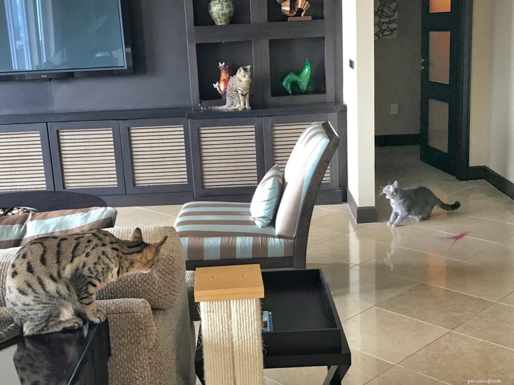 Seamlessly Introducing My Savannah Cats to a New Feline Companion