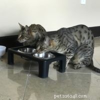 Seamlessly Introducing My Savannah Cats to a New Feline Companion