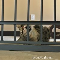 Seamlessly Introducing My Savannah Cats to a New Feline Companion