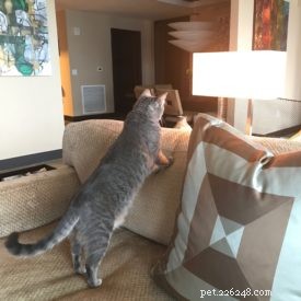 Seamlessly Introducing My Savannah Cats to a New Feline Companion