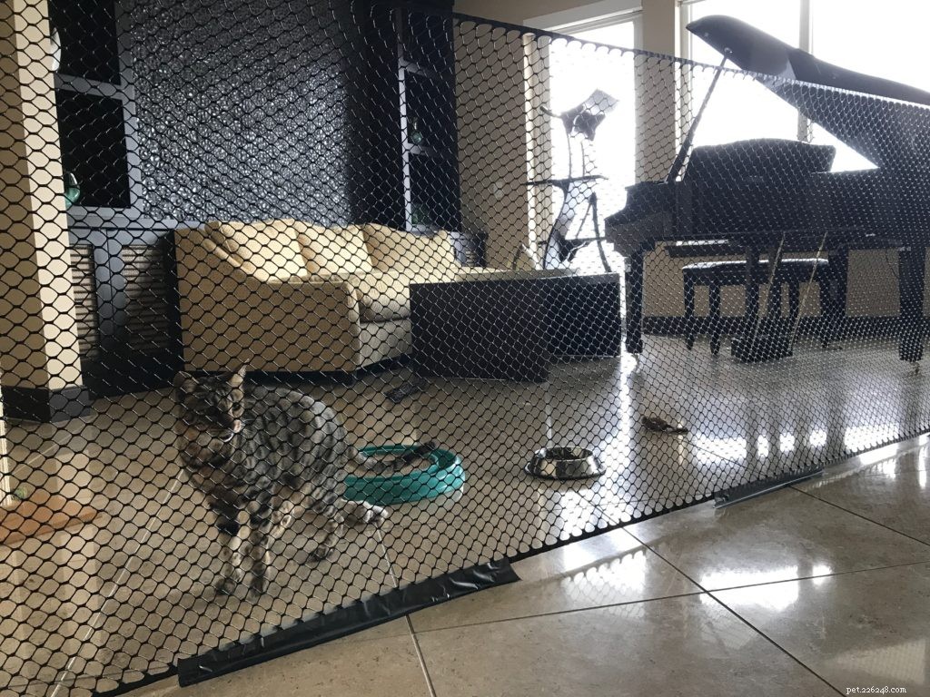 Seamlessly Introducing My Savannah Cats to a New Feline Companion