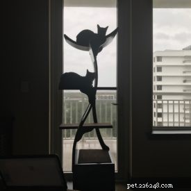 Seamlessly Introducing My Savannah Cats to a New Feline Companion