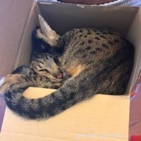 4th Birthday Celebration for Kitty Loaf’s Cat Duo Arya & Django