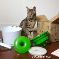 4th Birthday Celebration for Kitty Loaf’s Cat Duo Arya & Django