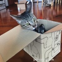 4th Birthday Celebration for Kitty Loaf’s Cat Duo Arya & Django