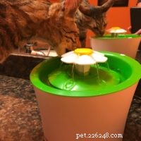4th Birthday Celebration for Kitty Loaf’s Cat Duo Arya & Django