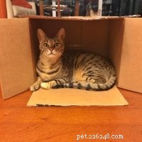 4th Birthday Celebration for Kitty Loaf’s Cat Duo Arya & Django