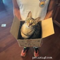 4th Birthday Celebration for Kitty Loaf’s Cat Duo Arya & Django