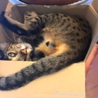 4th Birthday Celebration for Kitty Loaf’s Cat Duo Arya & Django
