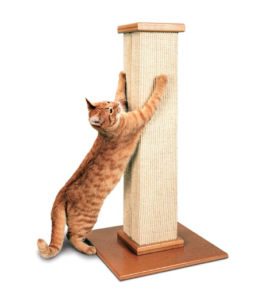 Essential Cat Care: 10 Must-Have Products for Your Feline Friend