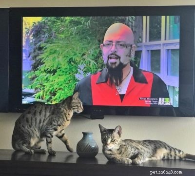Seeking Professional Cat Help? Meet Jackson Galaxy, the Cat Behaviorist