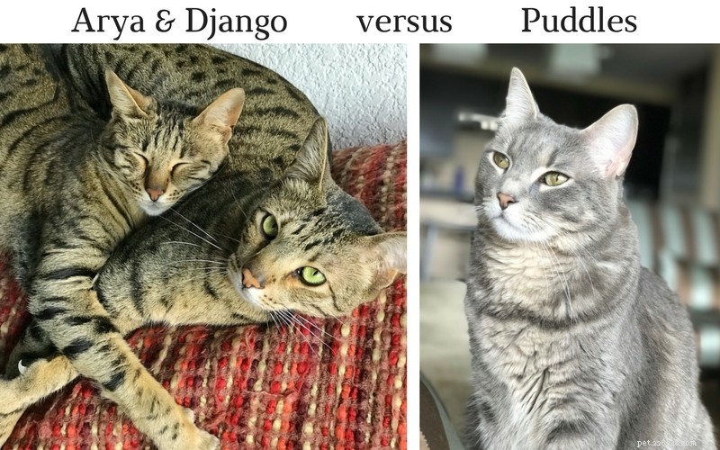 Balancing Energetic Savannah Cats and Anxious Pals: Our Home Transition Story