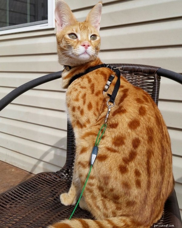 What Size Are Savannah Cats? Debunking the Myths About Their Height and Weight