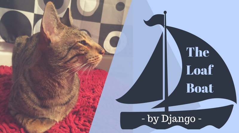 Understanding the Cat Loaf: Why Cats Sit in a Loaf Shape