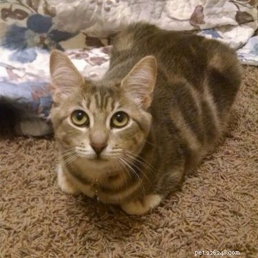 Understanding the Cat Loaf: Why Cats Sit in a Loaf Shape