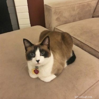 Understanding the Cat Loaf: Why Cats Sit in a Loaf Shape