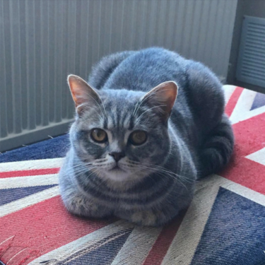Understanding the Cat Loaf: Why Cats Sit in a Loaf Shape