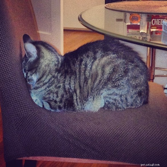 Understanding the Cat Loaf: Why Cats Sit in a Loaf Shape