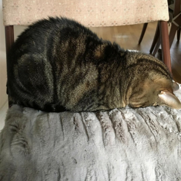 Understanding the Cat Loaf: Why Cats Sit in a Loaf Shape