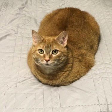 Understanding the Cat Loaf: Why Cats Sit in a Loaf Shape