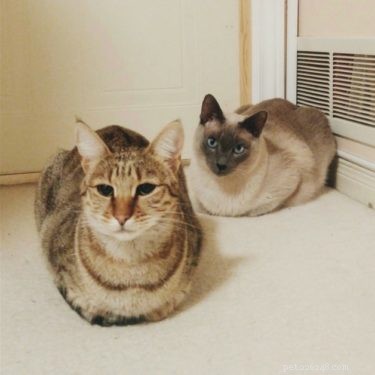 Understanding the Cat Loaf: Why Cats Sit in a Loaf Shape
