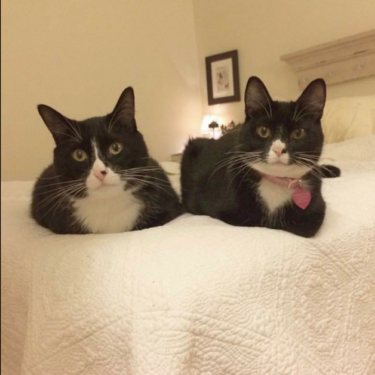 Understanding the Cat Loaf: Why Cats Sit in a Loaf Shape