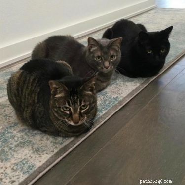 Understanding the Cat Loaf: Why Cats Sit in a Loaf Shape