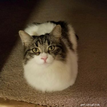 Understanding the Cat Loaf: Why Cats Sit in a Loaf Shape