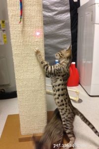 How to Encourage Your Cat to Use a Scratching Post Instead of Your Couch