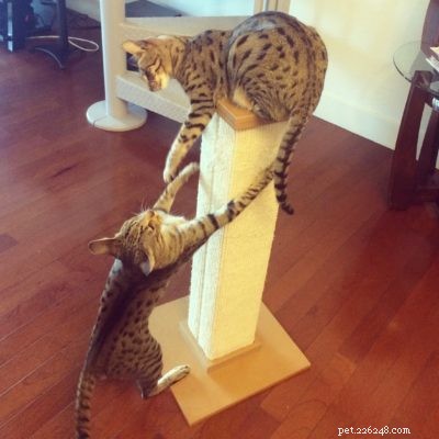 Top Cat Essentials of 2017: Expert-Approved Products for Your Feline