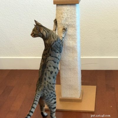 Top Cat Essentials of 2017: Expert-Approved Products for Your Feline