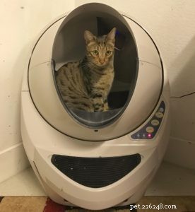 Top Cat Essentials of 2017: Expert-Approved Products for Your Feline