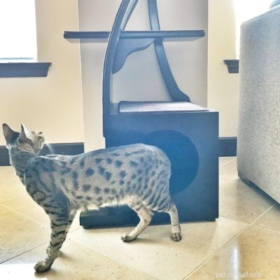 Top Cat Essentials of 2017: Expert-Approved Products for Your Feline