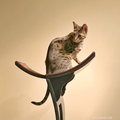 Top Cat Essentials of 2017: Expert-Approved Products for Your Feline