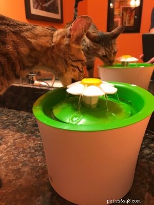 Top Cat Essentials of 2017: Expert-Approved Products for Your Feline