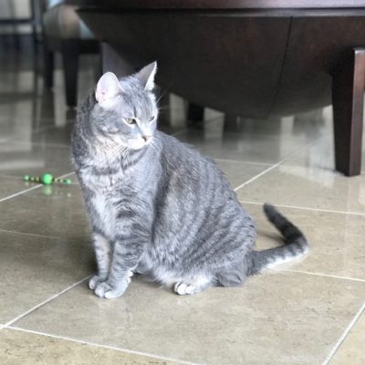 Expert Cat Behaviorist Dr. Curtis Tackles Severe Inter‑Cat Aggression