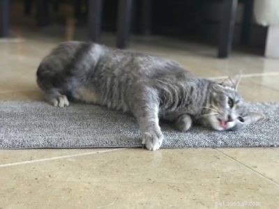 Expert Cat Behaviorist Dr. Curtis Tackles Severe Inter‑Cat Aggression