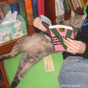 Choosing the Right Gender: Male vs. Female Cats for Your Home