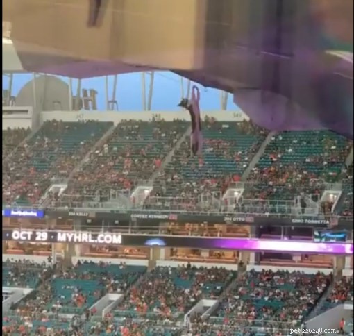 Hard Rock Stadium Fans Rescue Cat Suspended on Second-Story Balcony During Miami vs. Appalachian State Game