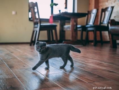 Why Cats Resist Closed Doors: Insights & Practical Solutions