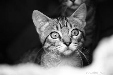 Why Cats Resist Closed Doors: Insights & Practical Solutions